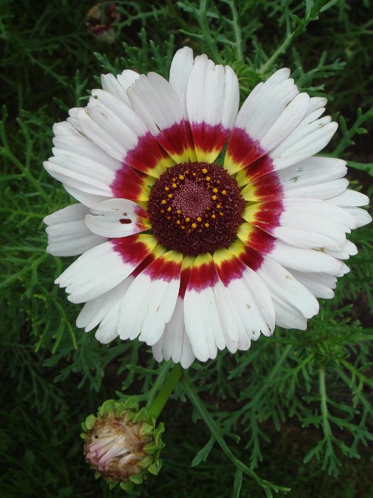 Chrysanthemum carinatum 'Oeil de Chouette' fleur